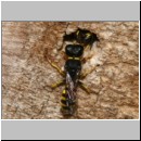 Ectemnius cavifrons oder ruficornis - Grabwespe serie05 m15.jpg